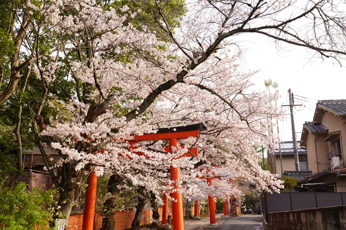 桜_2021_41　竹中稲荷神社　No9