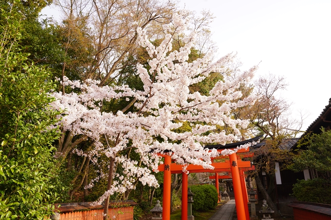 桜_2021_41　竹中稲荷神社　No11