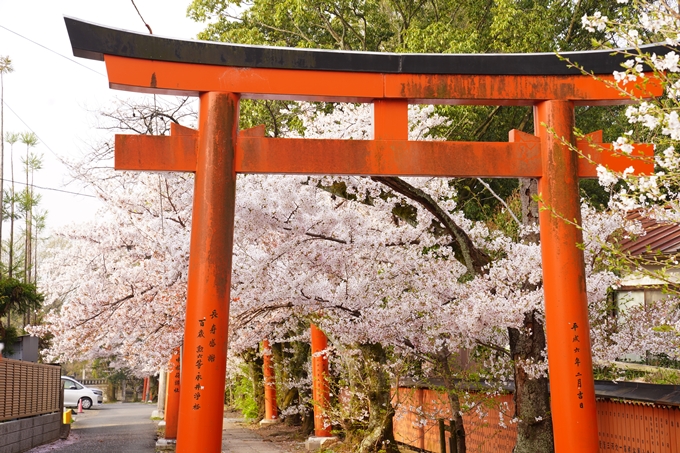 桜_2021_41　竹中稲荷神社　No12