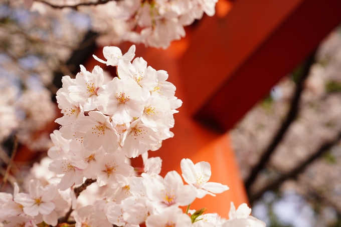 桜_2021_41　竹中稲荷神社　No13