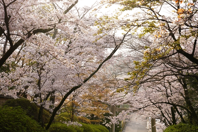 桜_2021_40　宗忠神社　No11