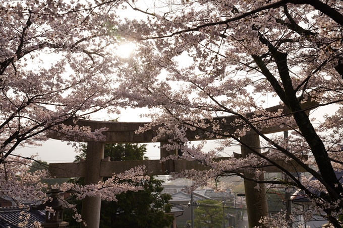 桜_2021_40　宗忠神社　No12