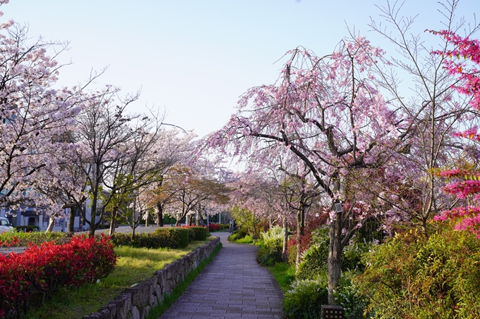 桜_2021_42　三条大橋　No4