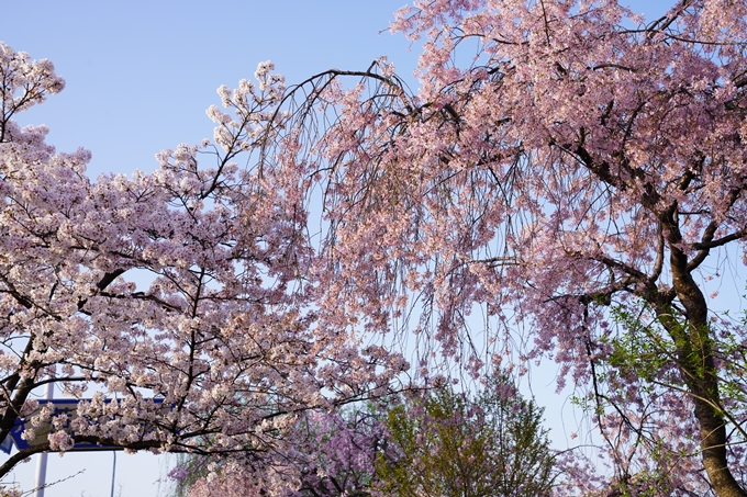 桜_2021_42　三条大橋　No6