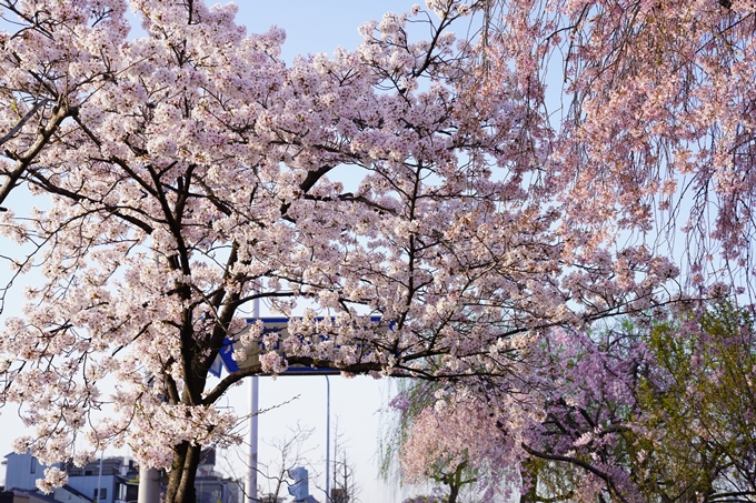 桜_2021_42　三条大橋　No7