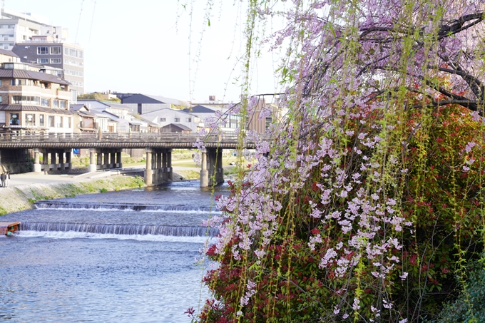 桜_2021_42　三条大橋　No10