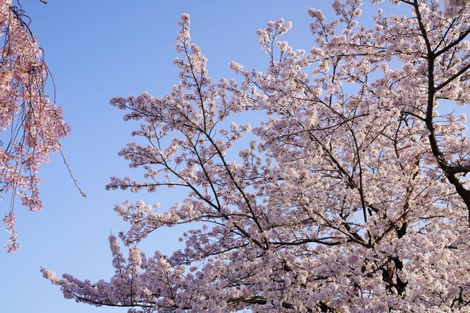 桜_2021_42　三条大橋　No11