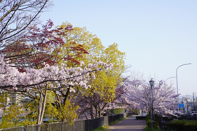 桜_2021_42　三条大橋　No12