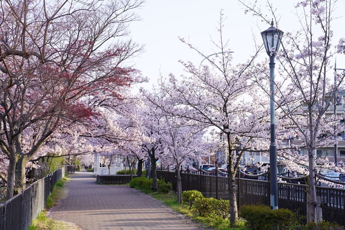 桜_2021_42　三条大橋　No13