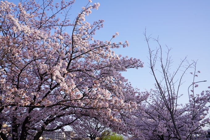 桜_2021_42　三条大橋　No14