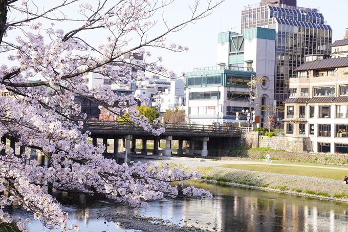 桜_2021_42　三条大橋　No15