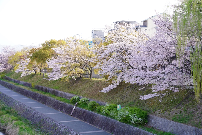 桜_2021_42　三条大橋　No16