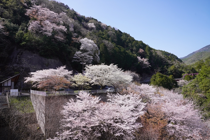 桜_2021_43　JR保津峡駅　No4