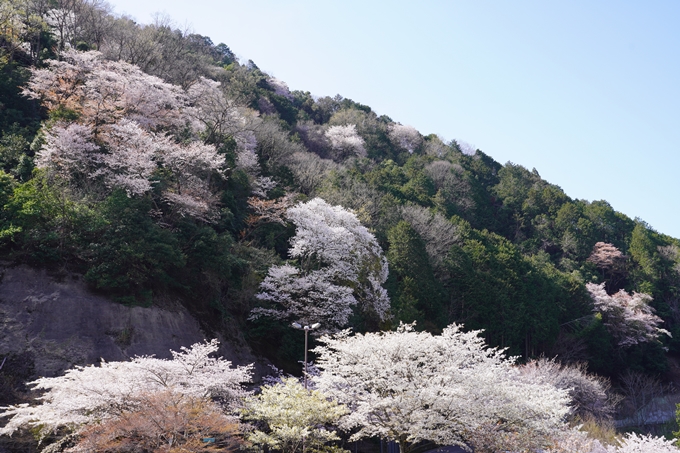 桜_2021_43　JR保津峡駅　No5