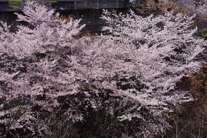 桜_2021_43　JR保津峡駅　No6