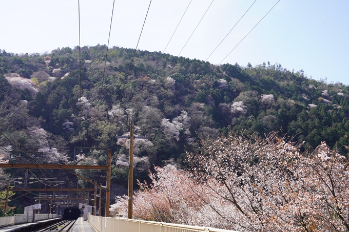 桜_2021_43　JR保津峡駅　No8