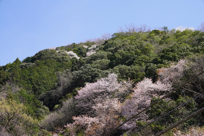 桜_2021_43　JR保津峡駅　No9