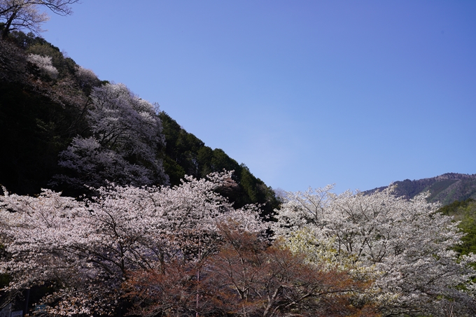 桜_2021_43　JR保津峡駅　No10