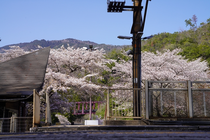 桜_2021_43　JR保津峡駅　No11