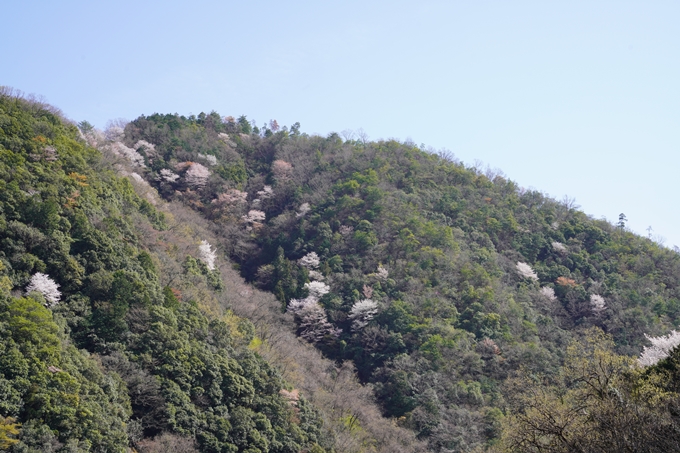 桜_2021_43　JR保津峡駅　No12