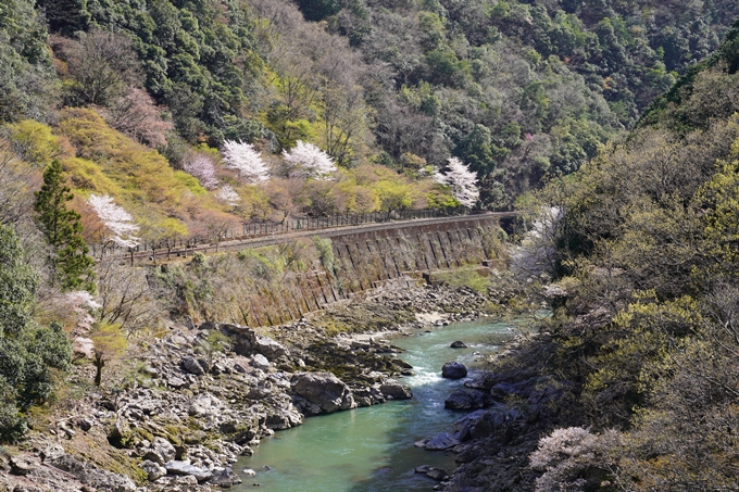 桜_2021_43　JR保津峡駅　No13