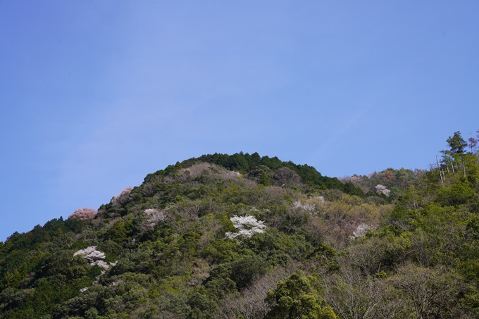 桜_2021_43　JR保津峡駅　No14