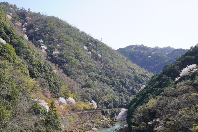 桜_2021_43　JR保津峡駅　No15