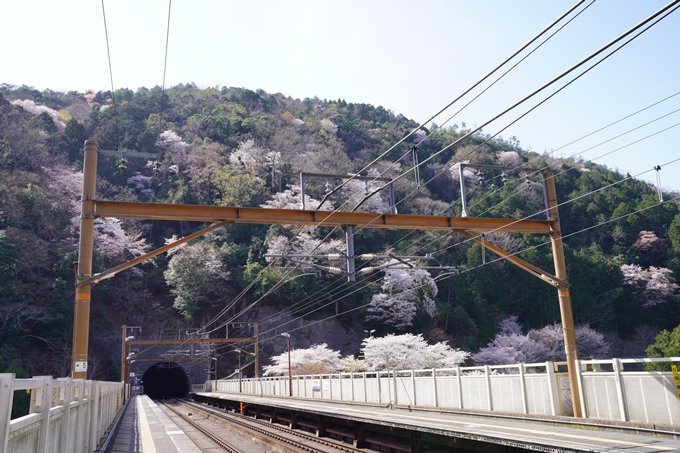 桜_2021_43　JR保津峡駅　No16