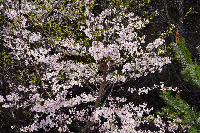 桜_2021_43　JR保津峡駅　No17