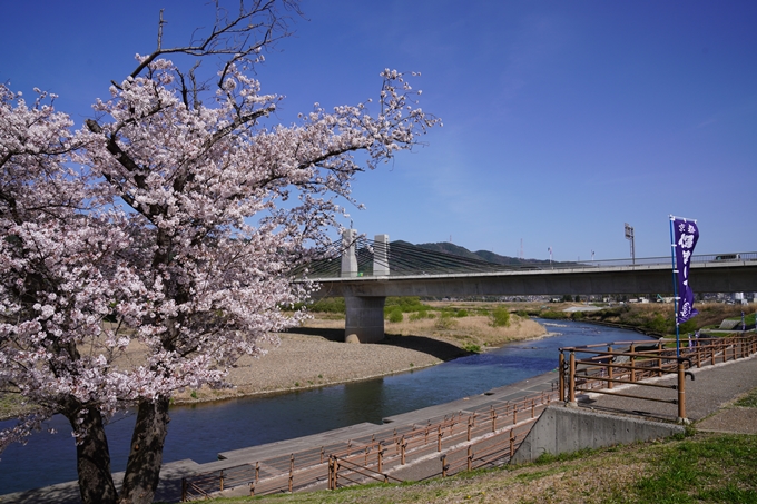 桜_2021_44　保津川遊船　No3