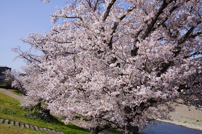 桜_2021_44　保津川遊船　No5