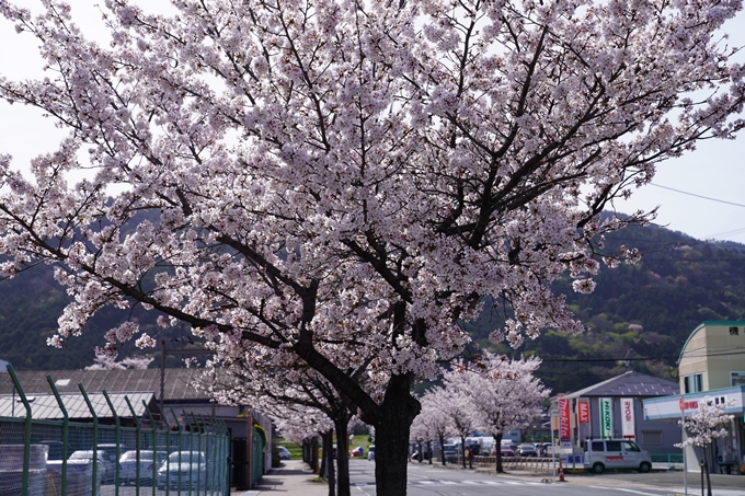 桜_2021_45　大井工業団地　No7