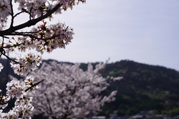 桜_2021_45　大井工業団地　No3