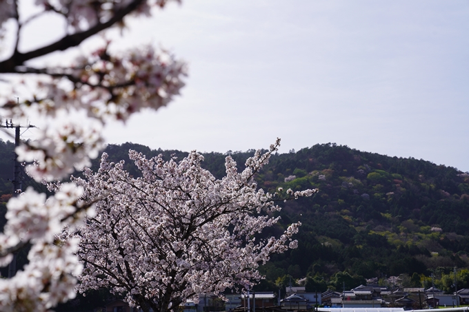 桜_2021_45　大井工業団地　No4