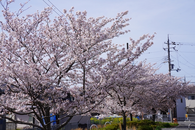 桜_2021_45　大井工業団地　No2