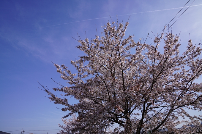 桜_2021_45　大井工業団地　No6