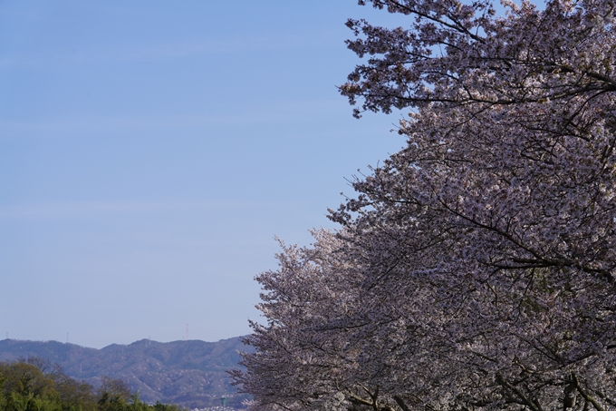 桜_2021_46　大堰川堤防_02　No4