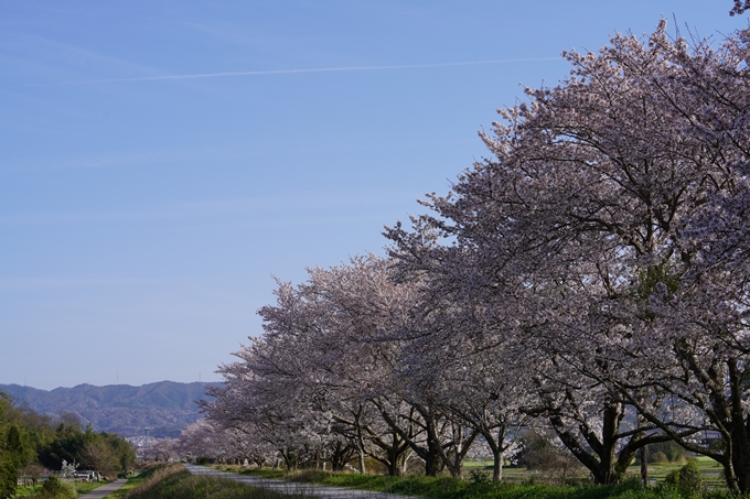 桜_2021_46　大堰川堤防_02　No6