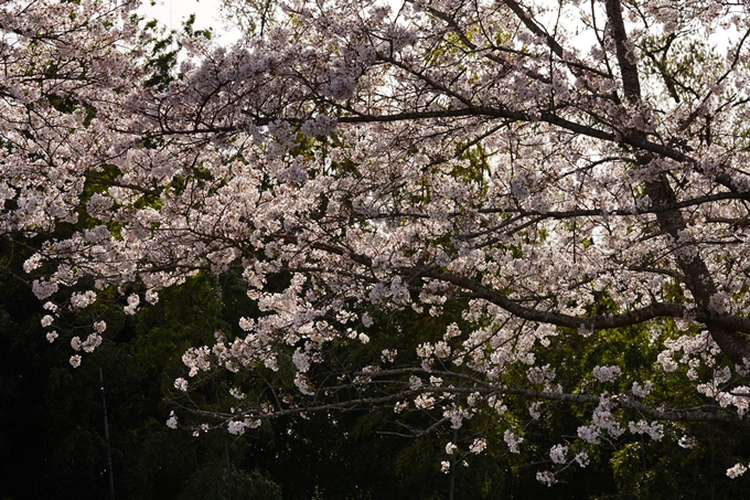 桜_2021_46　大堰川堤防_02　No7