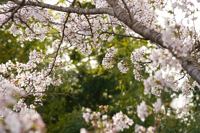 桜_2021_46　大堰川堤防_02　No9