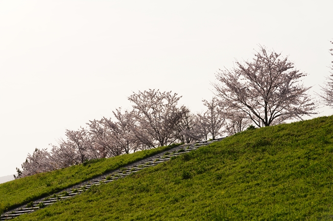 桜_2021_47　保津川堤防　No6