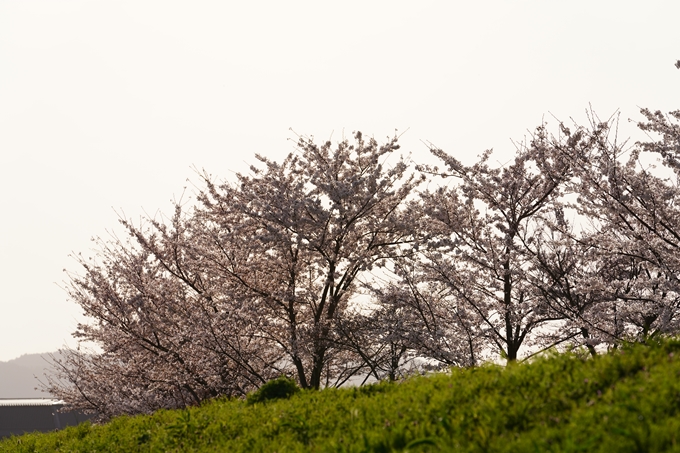 桜_2021_47　保津川堤防　No7