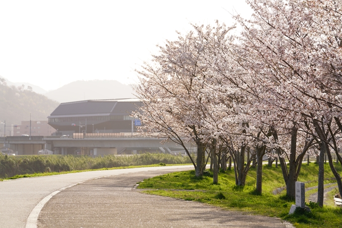 桜_2021_47　保津川堤防　No8