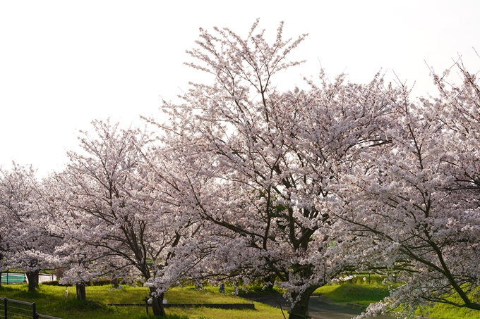 桜_2021_47　保津川堤防　No9