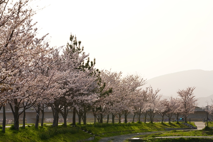 桜_2021_47　保津川堤防　No10