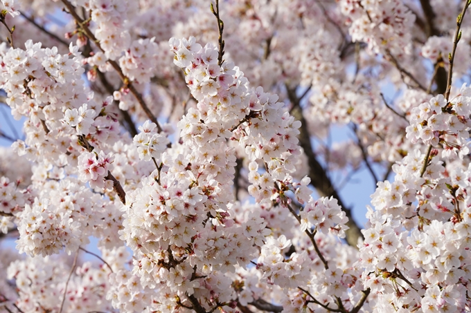 桜_2021_47　保津川堤防　No11