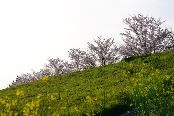 桜_2021_47　保津川堤防　No13