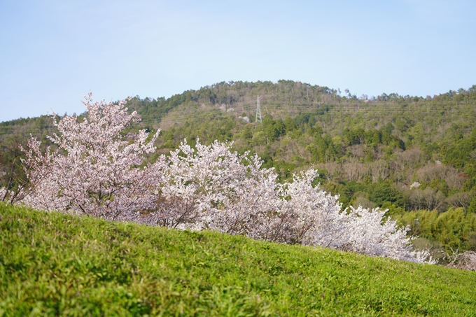 桜_2021_47　保津川堤防　No14