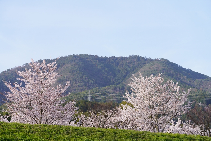 桜_2021_47　保津川堤防　No15