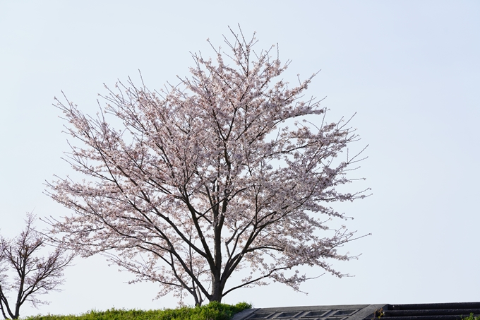 桜_2021_47　保津川堤防　No16